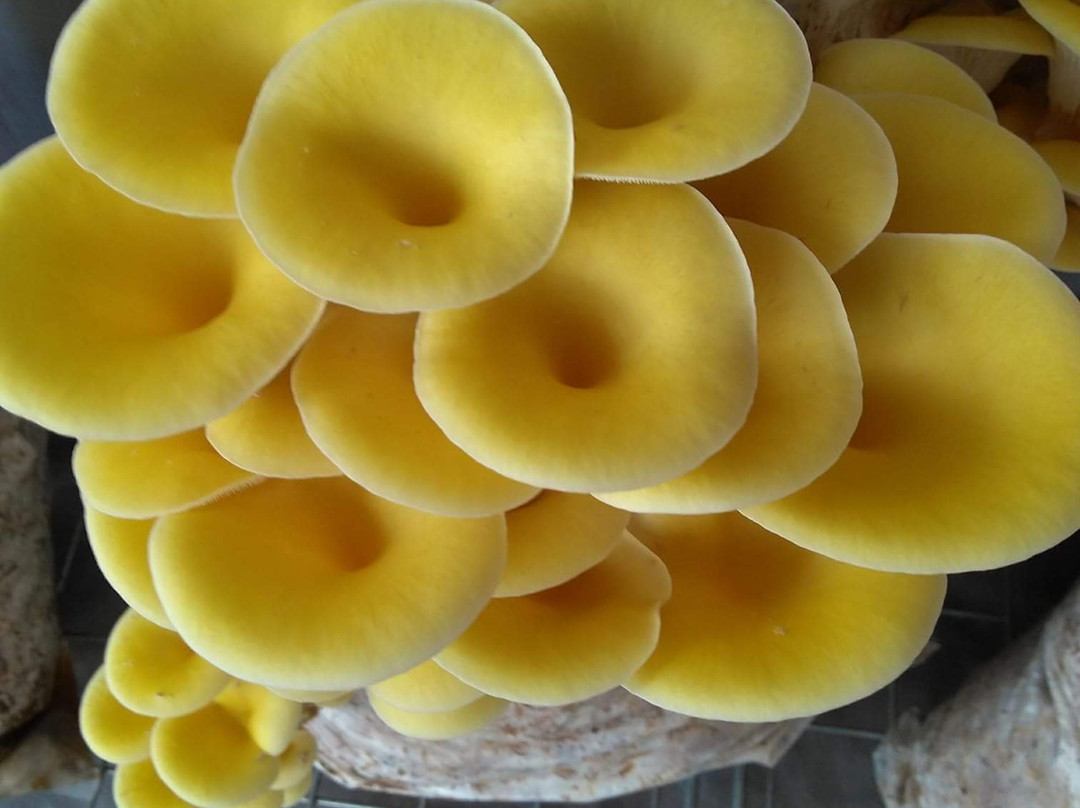 Hamburg Farmers' Market-Hamburg必去景点