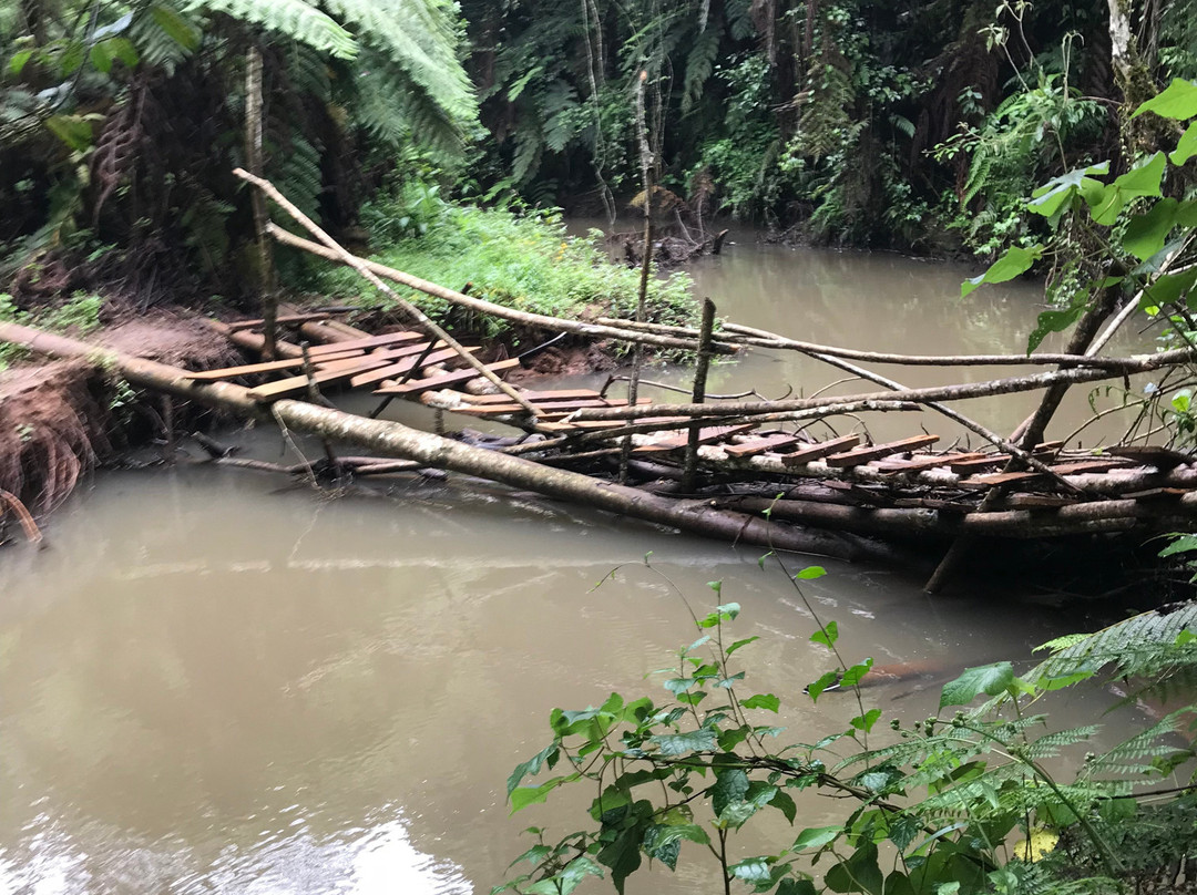 Gatamaiyu Forest-Kikuyu必去景点