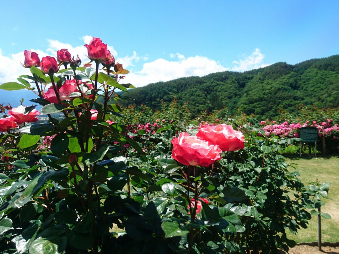 Takato Shinwa no Oka Rose Garden景点图片