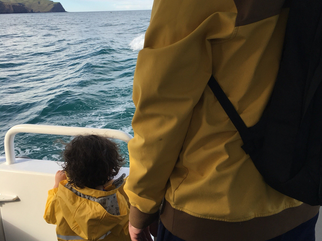 阿卡罗阿海豚观赏航行景点图片