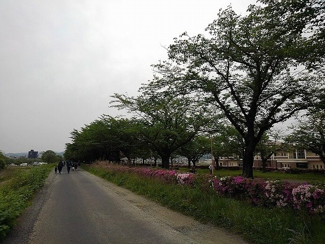 Arakawa Sakura Tsuzumi River Park-福岛市必去景点