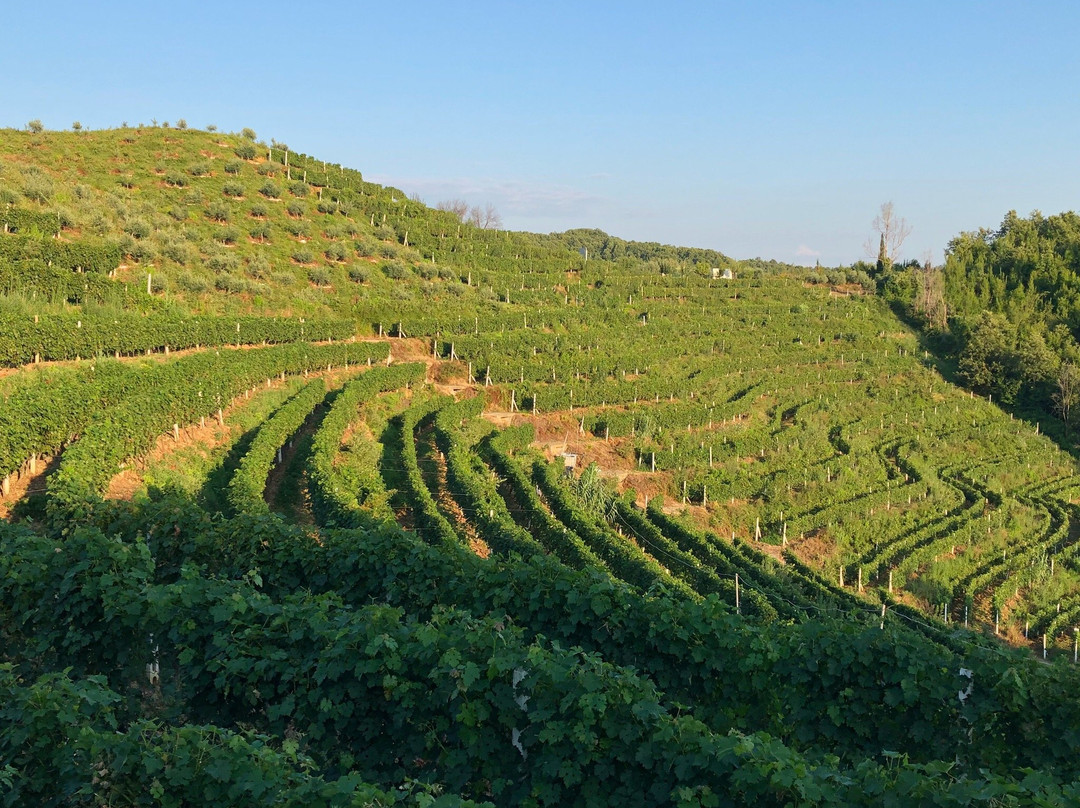 Duka Winery and Vineyard景点图片