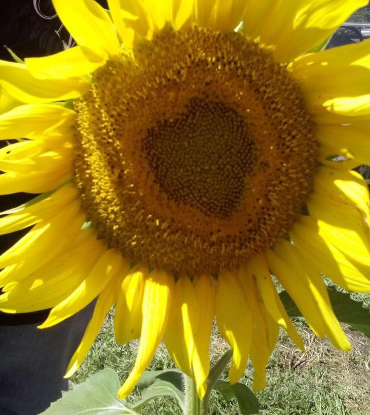 Gieringer's Family Orchard & Berry Farm-Edgerton必去景点