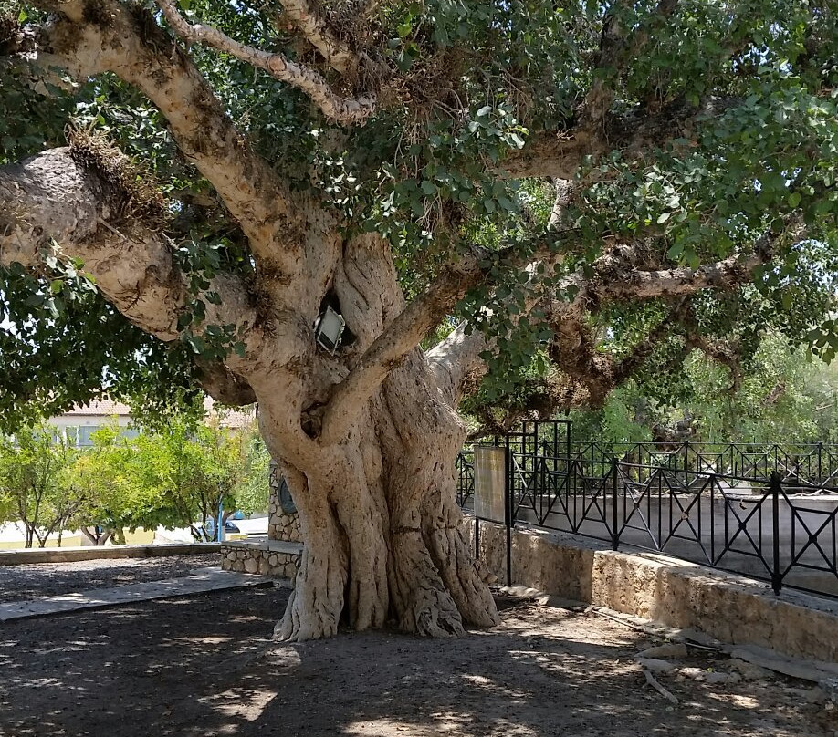 Sycamore Tree景点图片