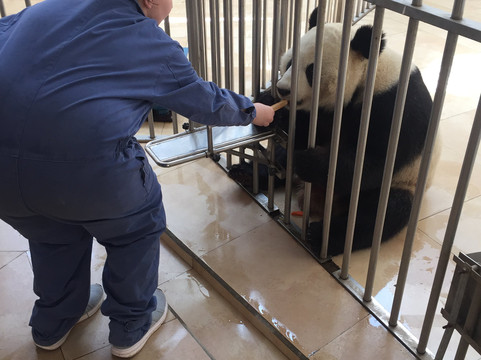 Panda China Go-成都必去景点