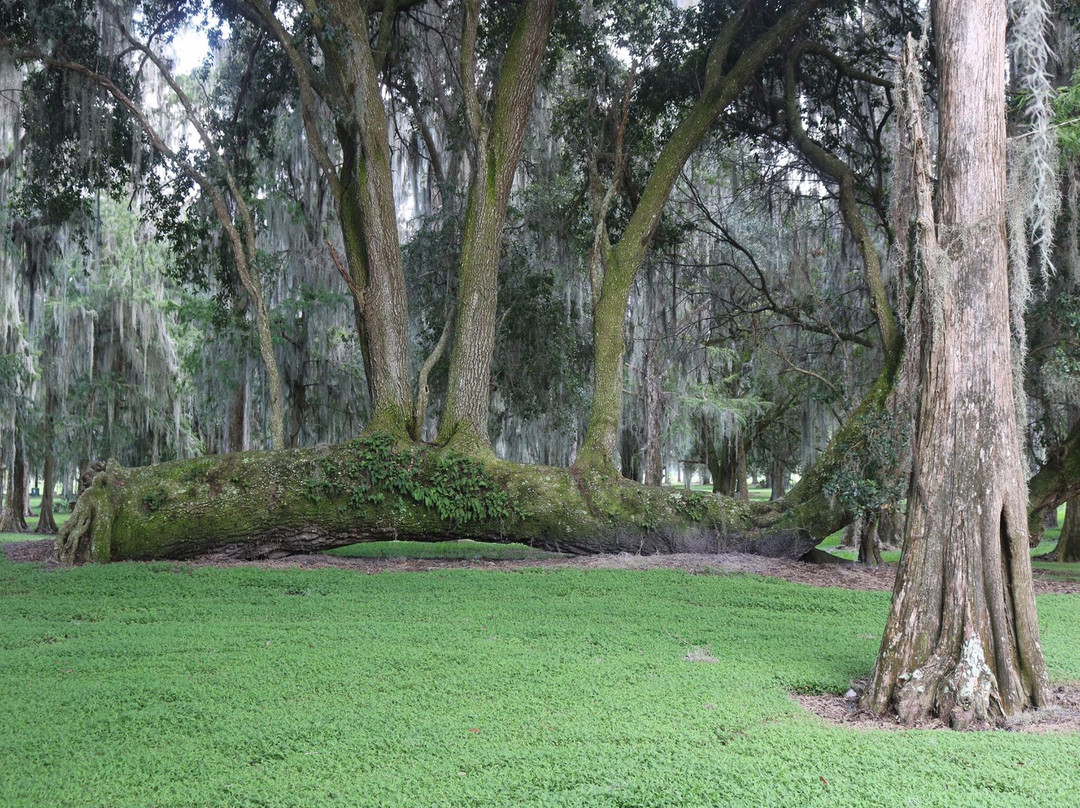 Boggy Creek Airboat Adventures-基西米必去景点