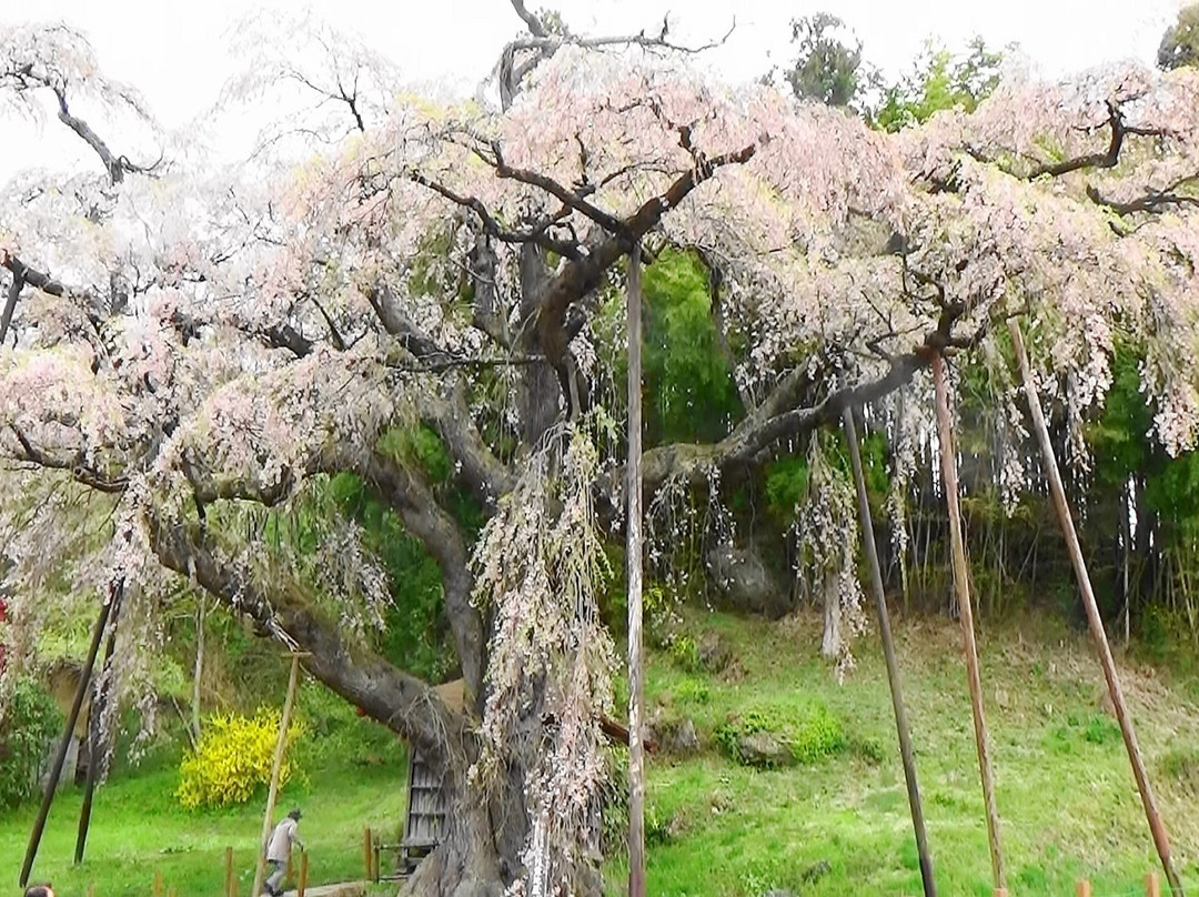 Benishidare Jizozakura-郡山市必去景点