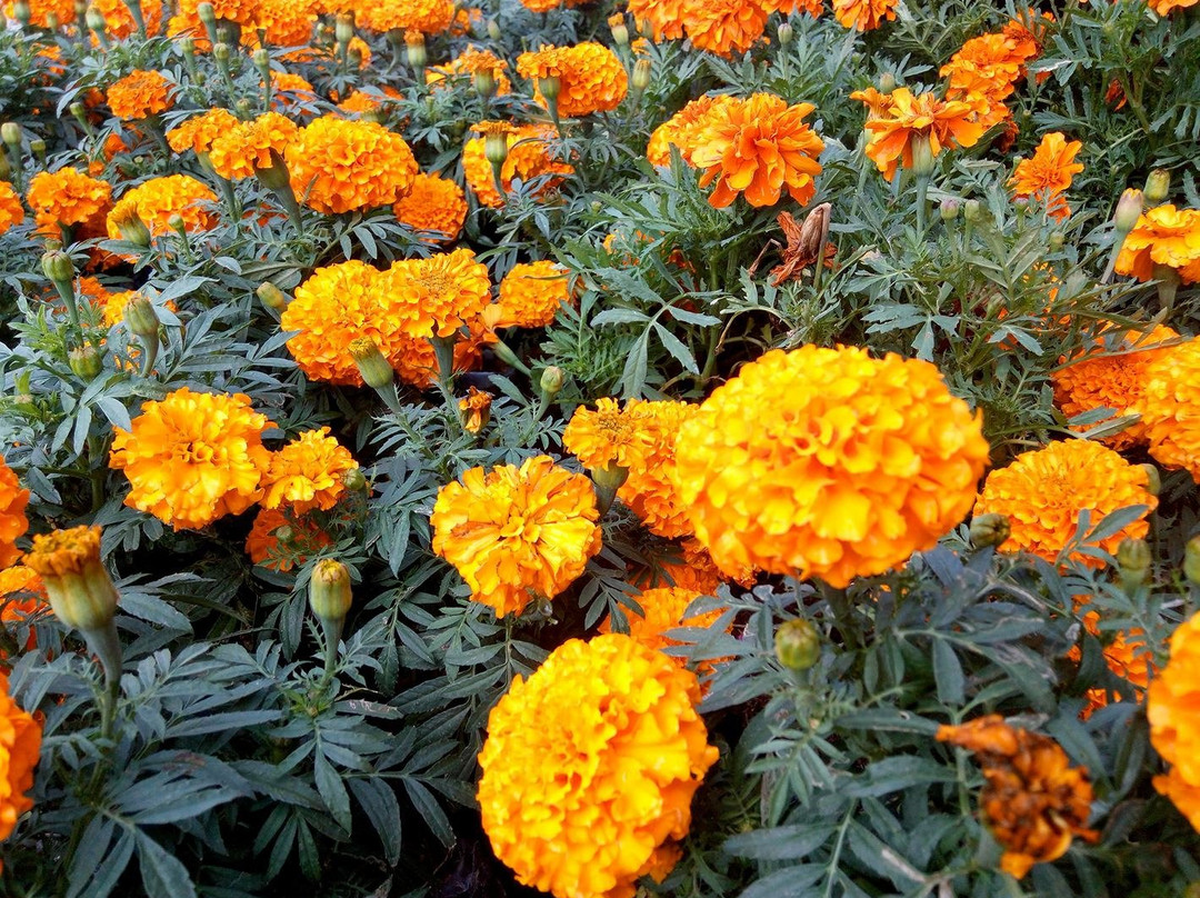 Girasoles Farm Candelaria-Candelaria必去景点