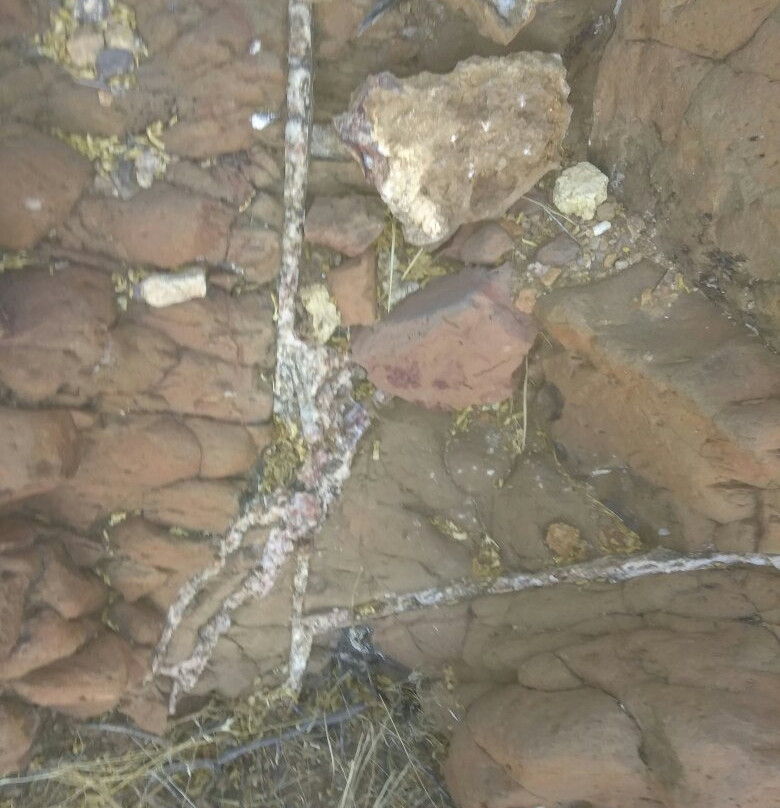 Black Hills Rockhound Area-Safford必去景点