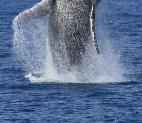 Aquatic Life Divers, Kona-凯鲁瓦-柯纳必去景点