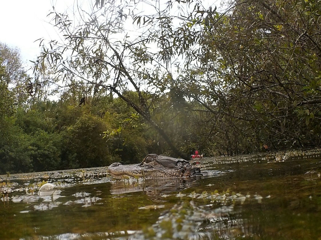 Everglades Kayak Company景点图片