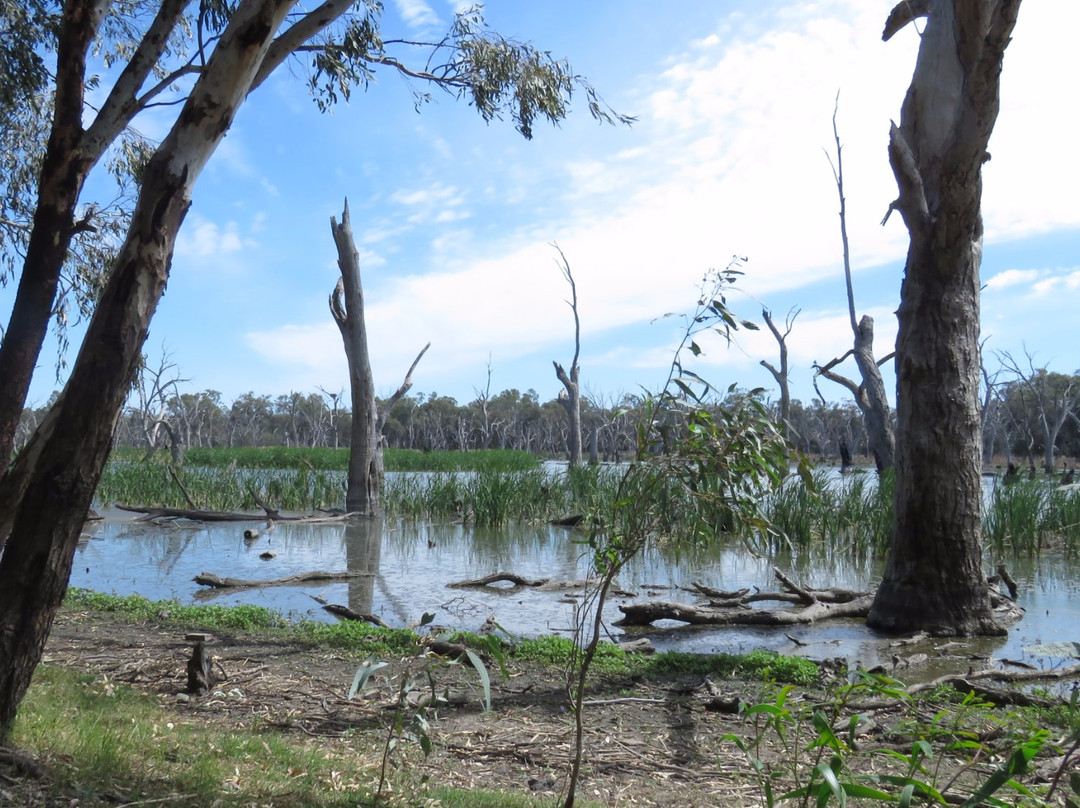 Gum Swamp & Bird Hide景点图片