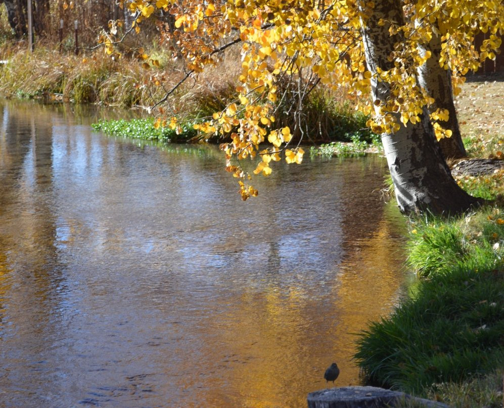 Klamath Fish Hatchery-克拉马斯福尔斯必去景点