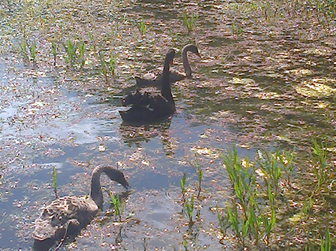 Allen Noble Sanctuary-Aireys Inlet必去景点
