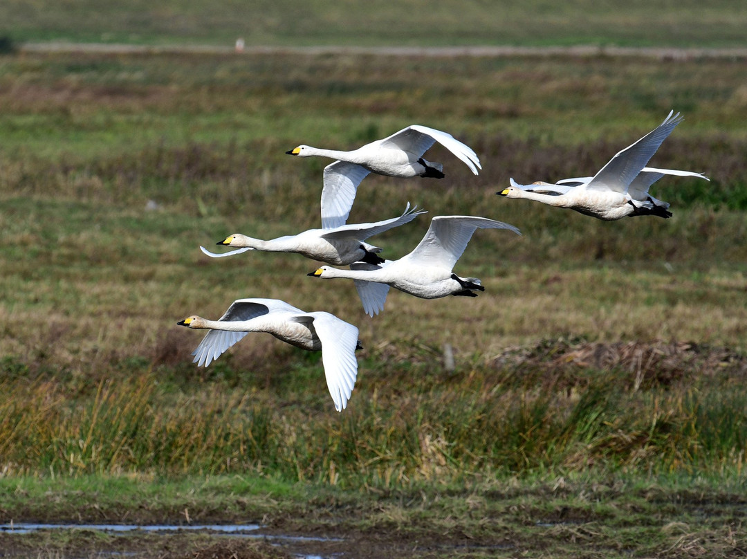 WWT Welney Wetland Centre景点图片