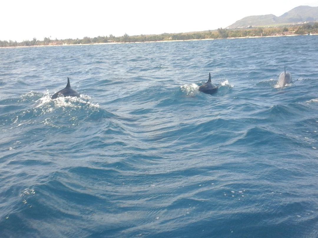 Dolphin Encounter-塔玛琳必去景点