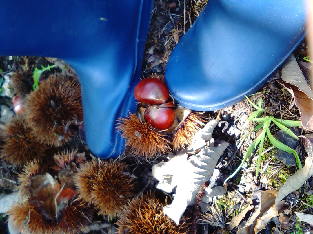 Tairakurien-饭能市必去景点