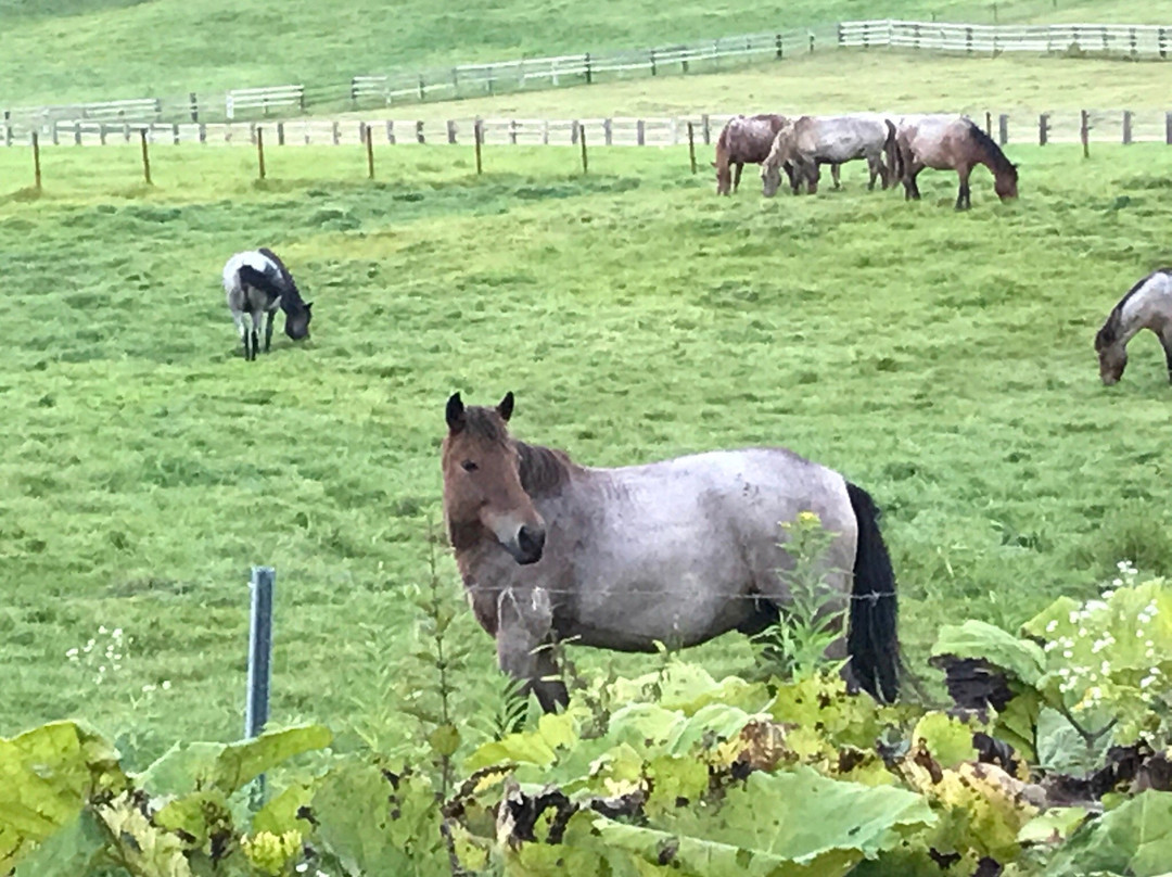 鹤居村旅游景点-Tsurui Dosanko Farm