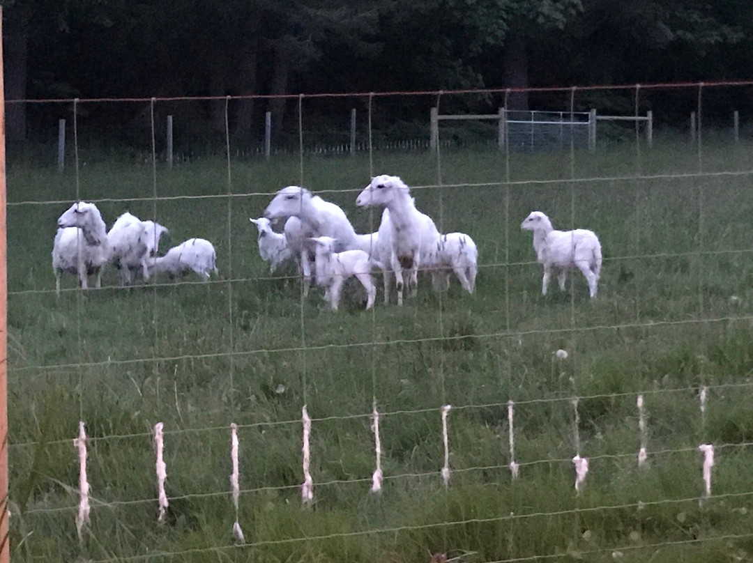 Nashi Orchards-Vashon必去景点
