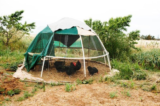 Katamatite Garlic-Katamatite必去景点