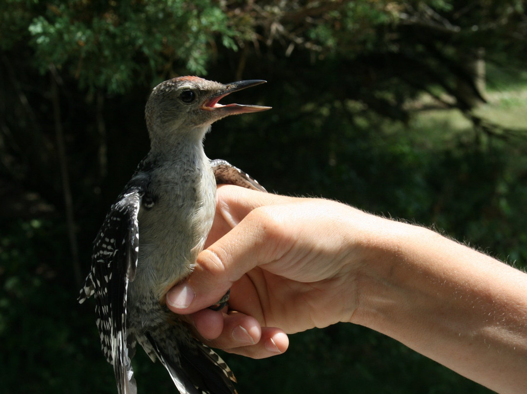 Ruthven Park National Historic Site-Cayuga必去景点
