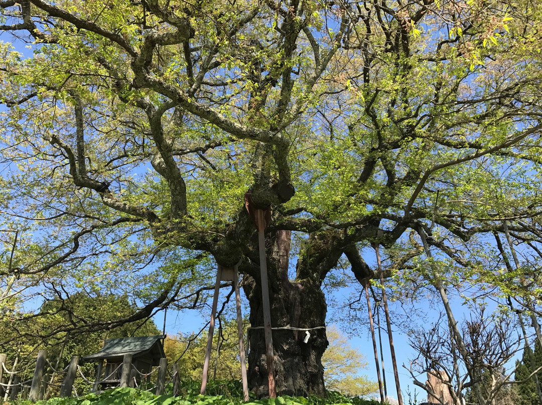 Daigo Zakura景点图片