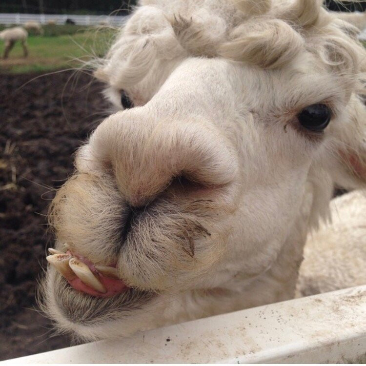Nasu Alpaca Farm-那须町必去景点