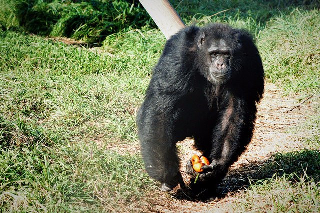 Fundació Mona, Centre de Recuperacio de Primats景点图片