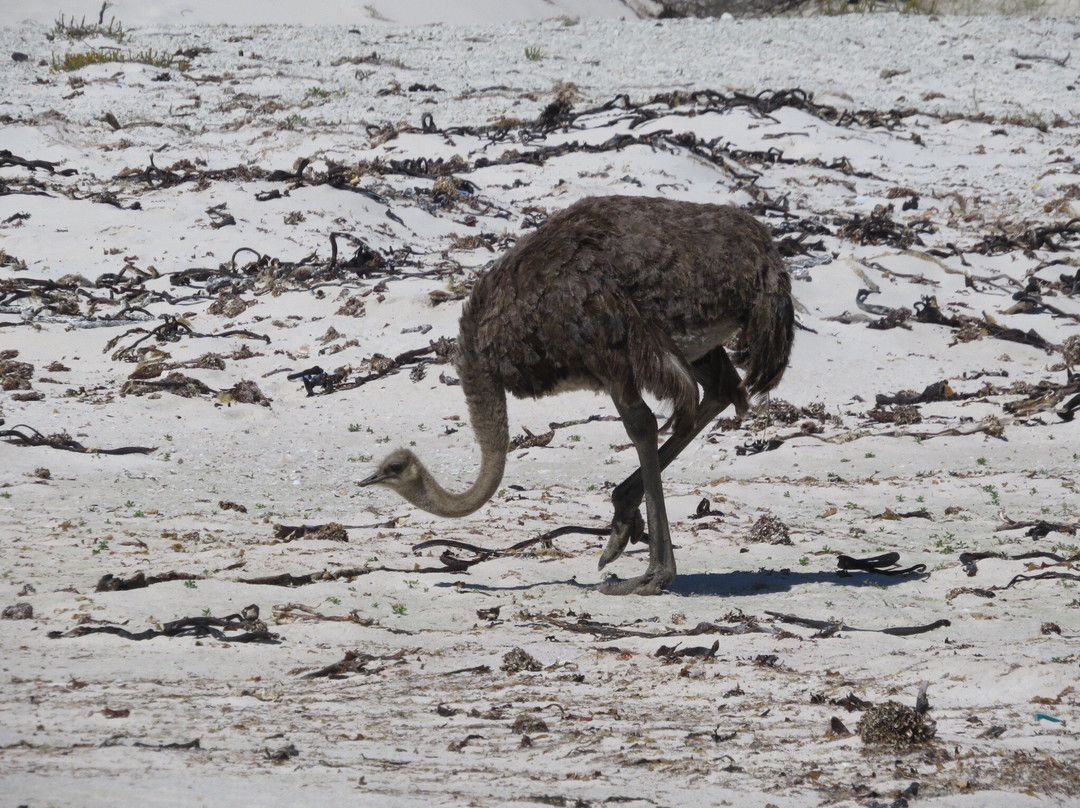 Thomas T Tucker Shipwreck Trail-Cape Peninsula National Park必去景点