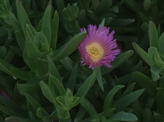 The Silver Strand Nature's Bridge to Discovery-科罗纳多必去景点
