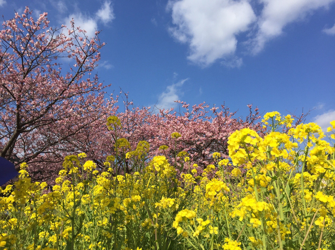 河津樱花-河津町必去景点
