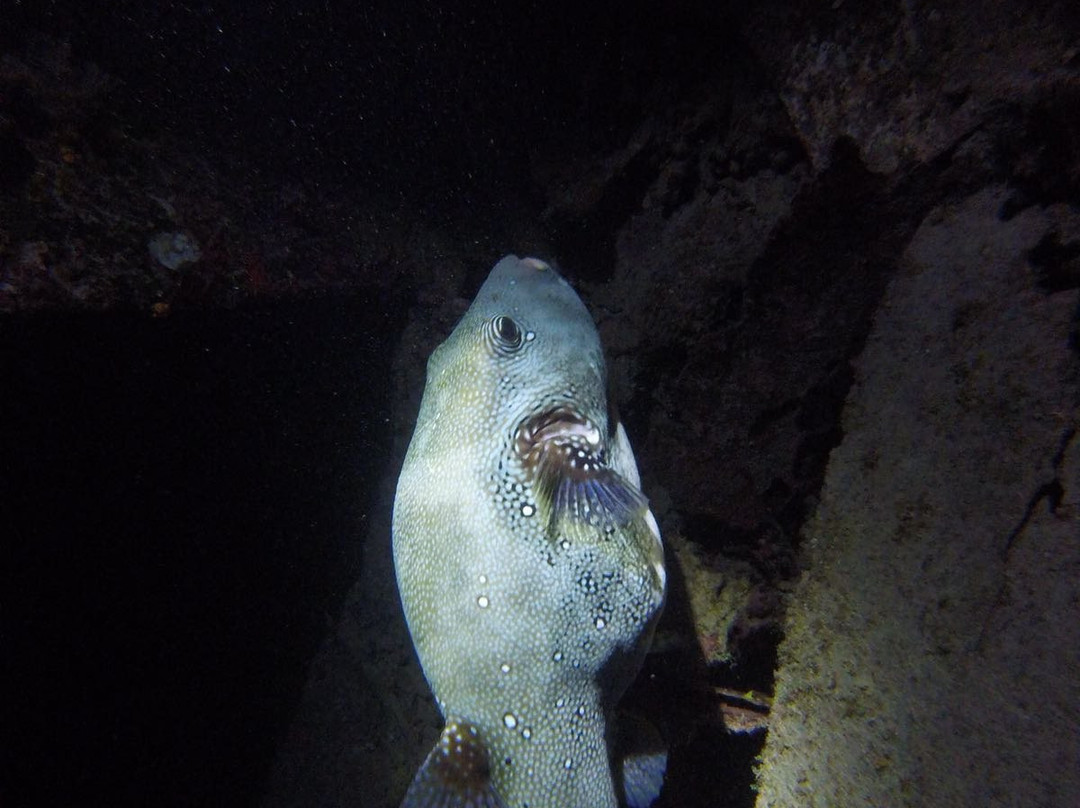 TGI Dhiffushi Diving Academy-Dhiffushi Island必去景点