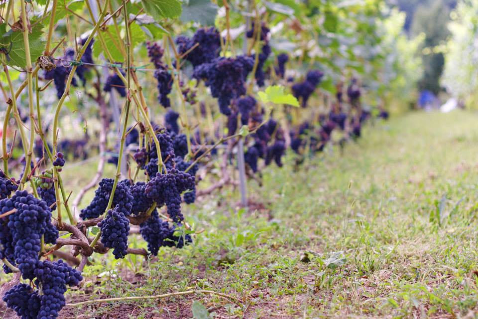 Novi Obikhody旅游攻略图片