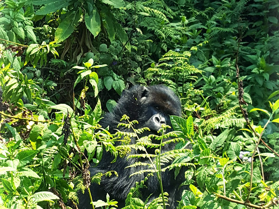 Intare Safaris Rwanda景点图片