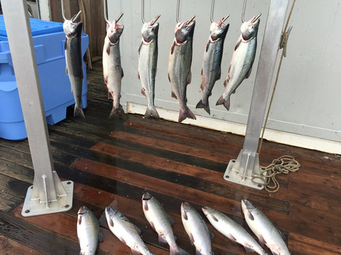 Ketchikan Charter Boats-凯奇坎必去景点