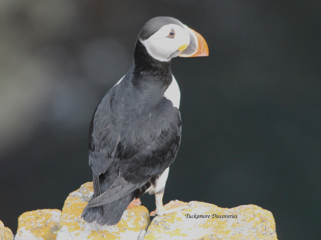 Puffin Hikes景点图片