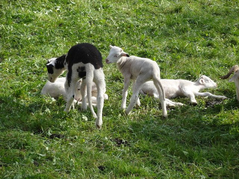 Eglise Saint-Michel-Viella必去景点
