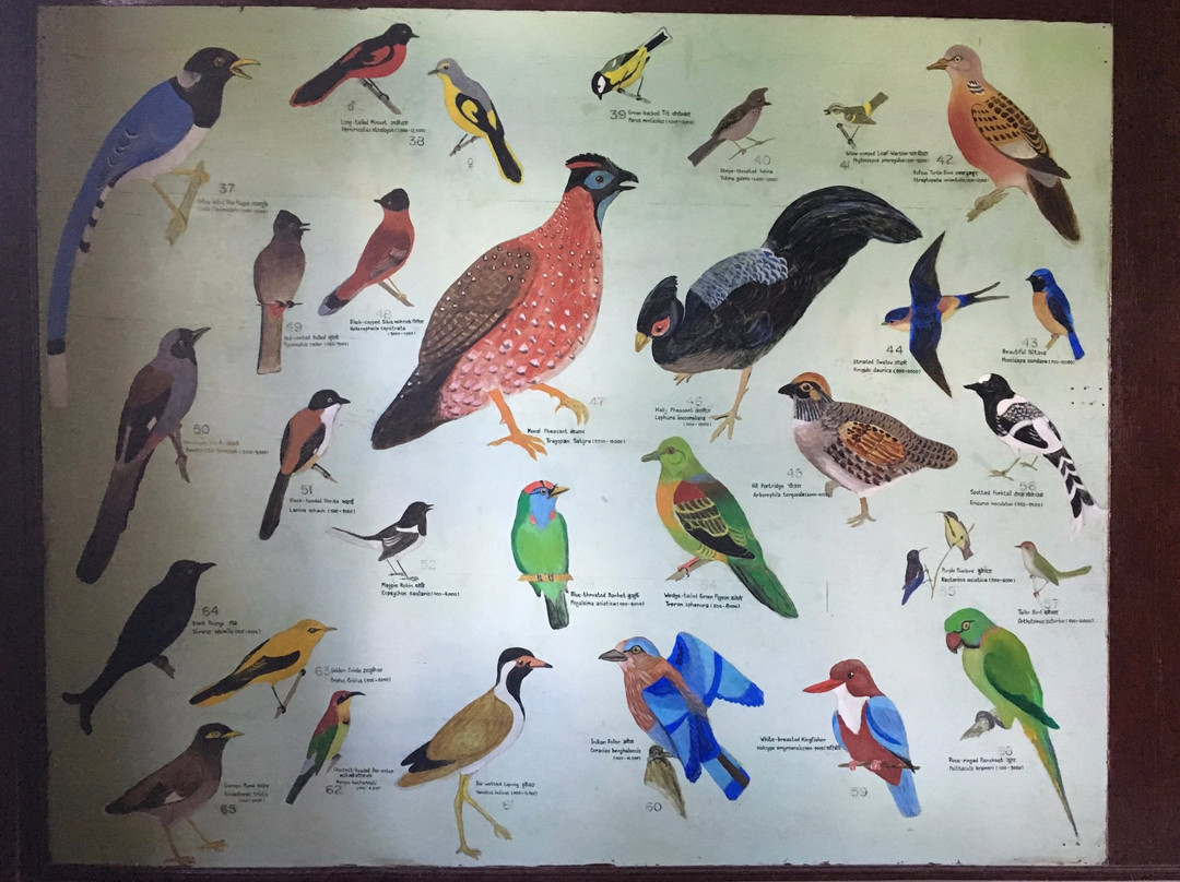 Annapurna Butterfly Museum-博卡拉必去景点