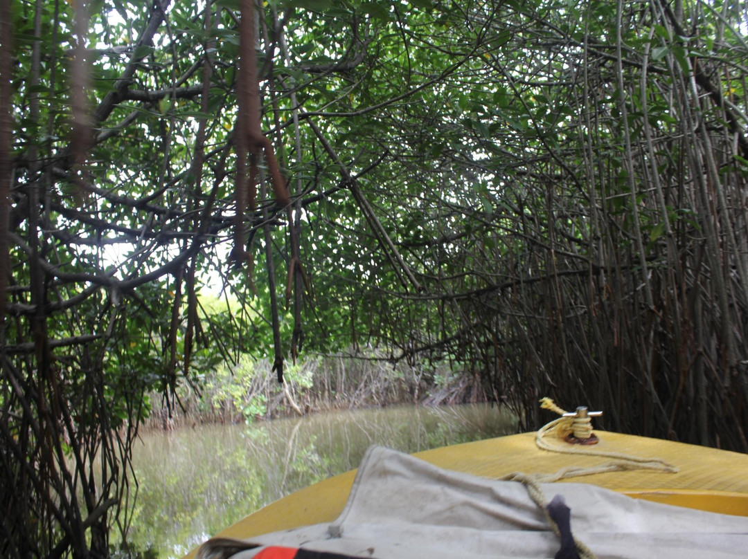 Pitchavaram Backwater景点图片