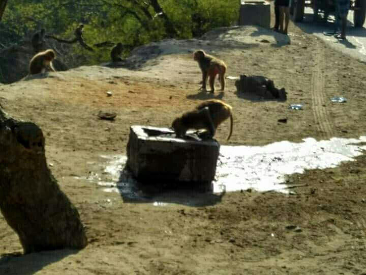 Takhni-Rehmapur Wildlife Sanctuary景点图片