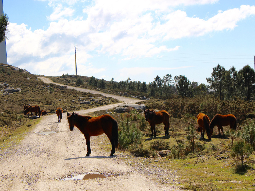 Caminha 4x4景点图片