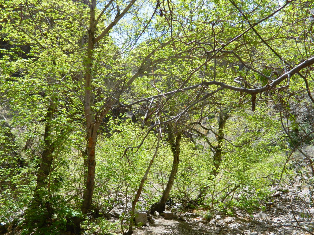 Soledad Canyon Day Use Area-拉斯克鲁塞斯必去景点