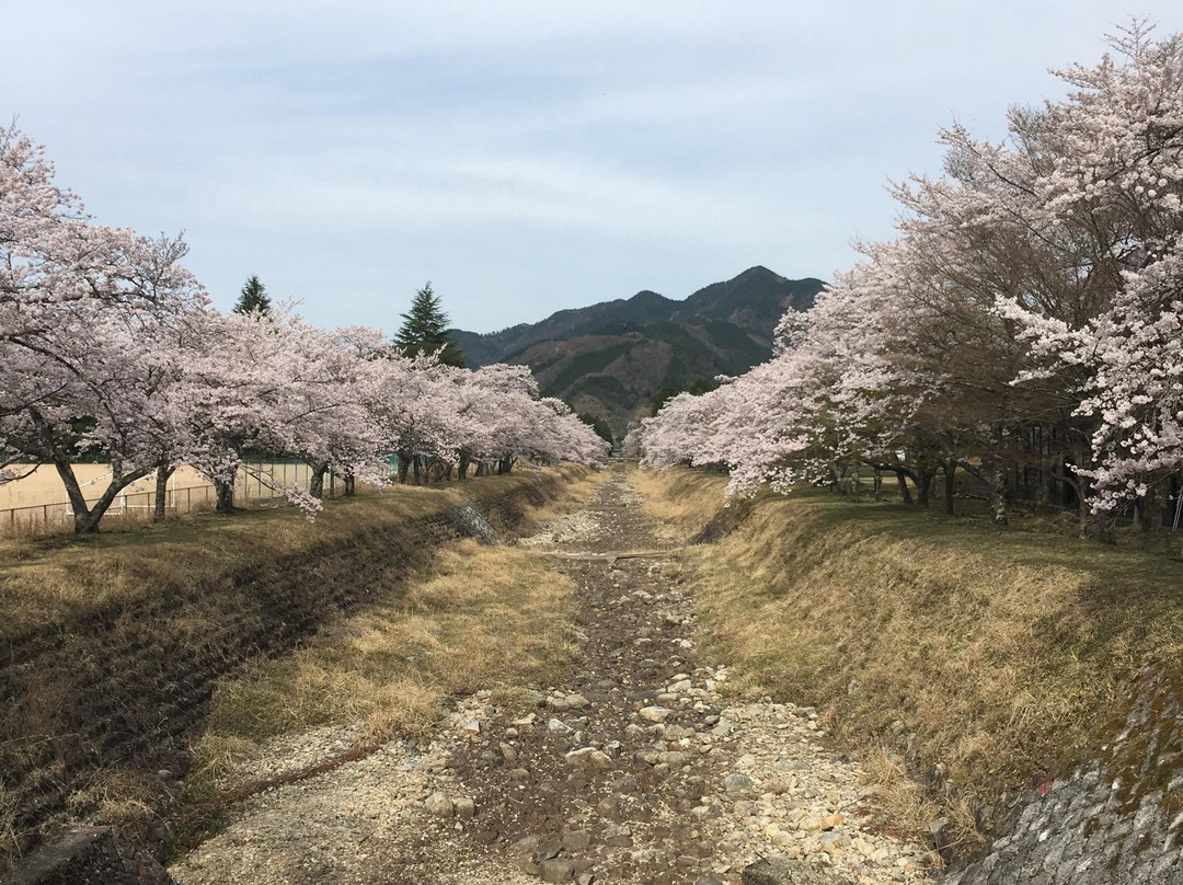 Kuramachino Sakura景点图片