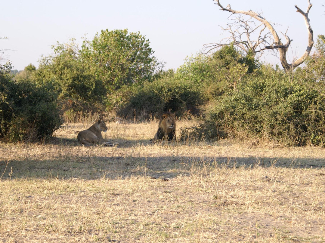 The Old House- Chobe Private activities and Safaris-卡萨尼必去景点