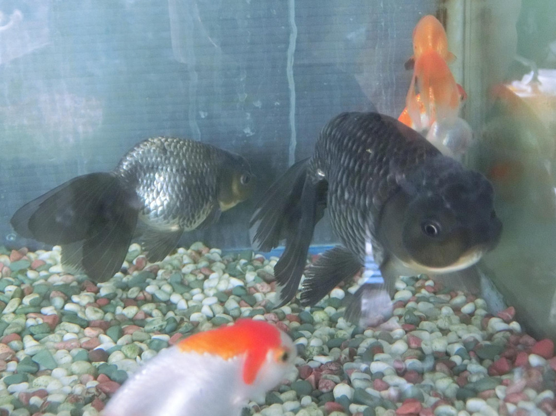 Koriyama Goldfish Museum景点图片