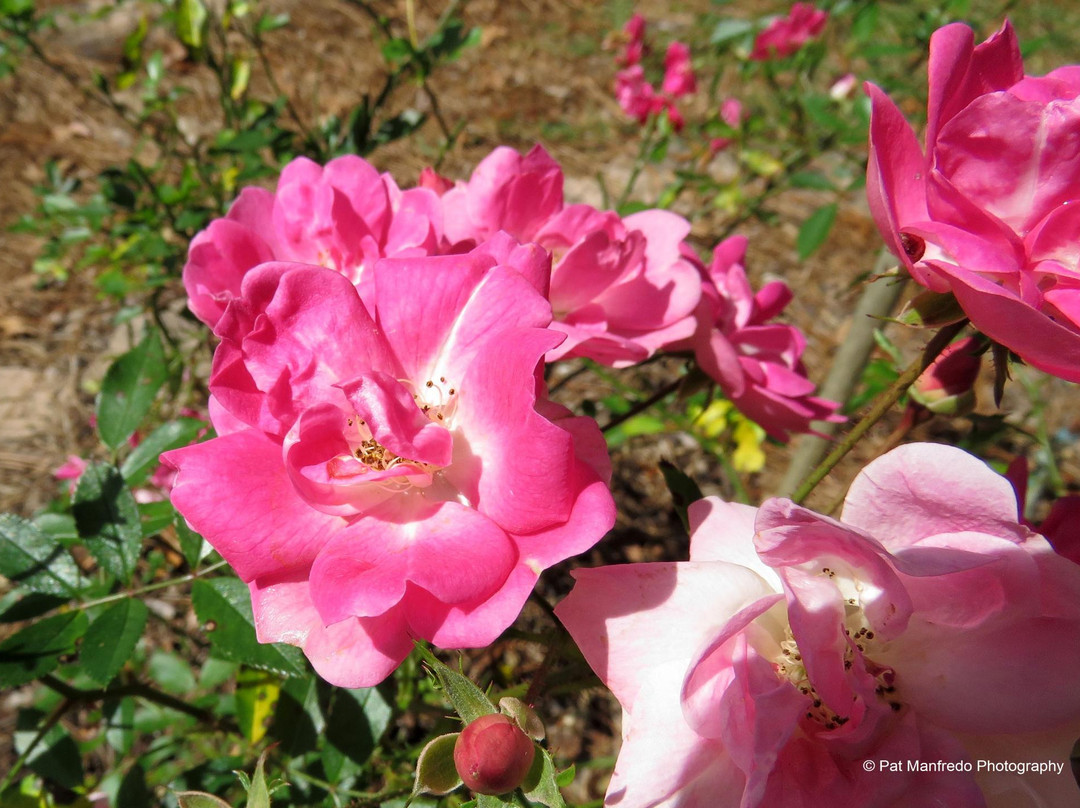 Nature Coast Botanical Gardens & Nursery景点图片