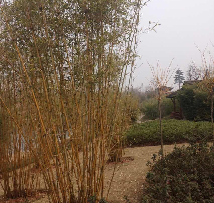 遗爱湖公园-黄冈市必去景点