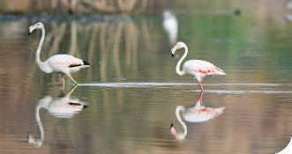Al Ansab Wetland景点图片