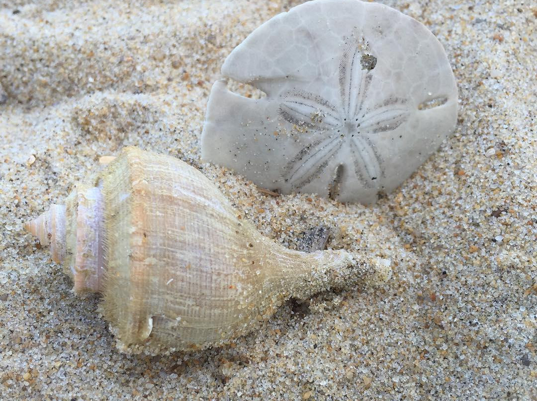 Sandbridge Little Island Fishing Pier-弗吉尼亚海滩必去景点