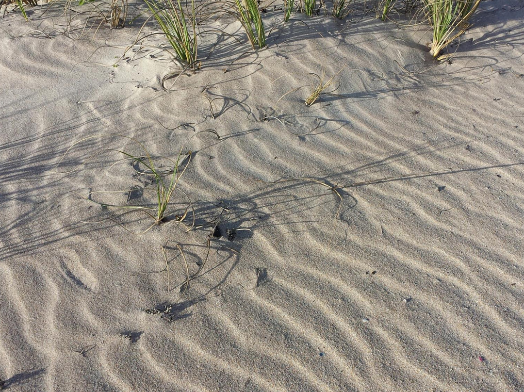 Ocean Drive-维罗海滩必去景点